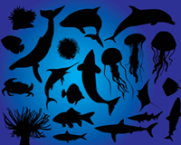 Ocean Animals